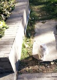 媚爱全文免费阅读完结