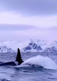 男主是仿生机器人的